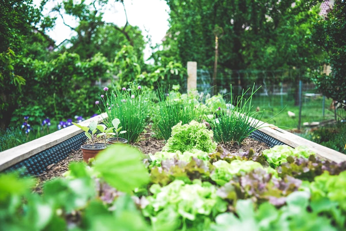 Colourful flower borders alongside a property